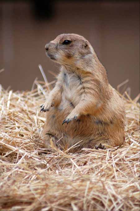 a prairie dog